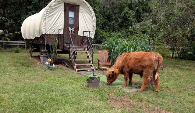 Soulful Glamping Experience with Highland Cows, Private Wagon & Nature in Melrose, Florida