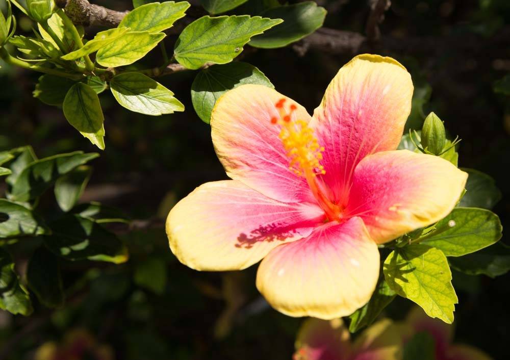 Photo of Others in Wailua