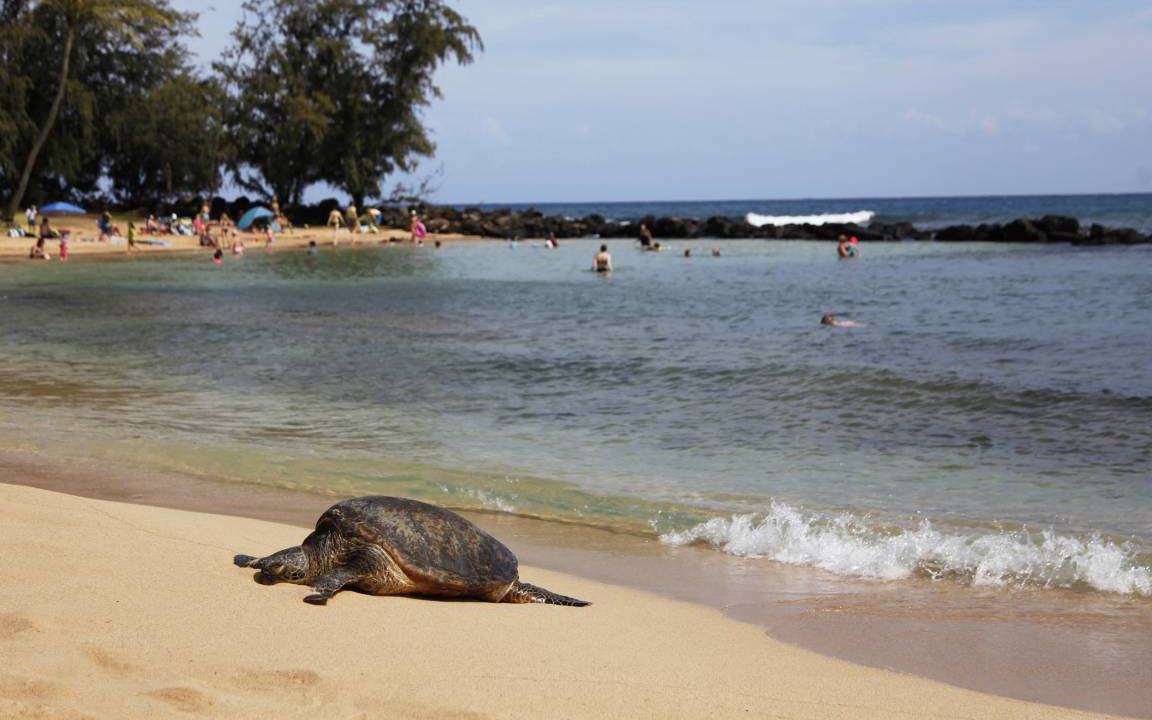 Photo of Others in Poipu