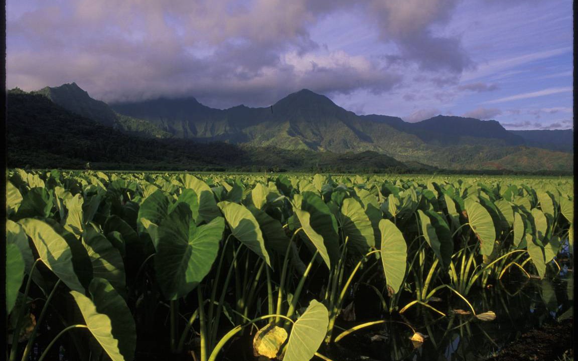 Photo of Others in Hanalei
