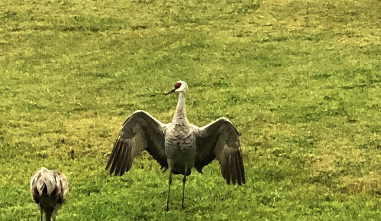 Photo of Outdoor in Homer