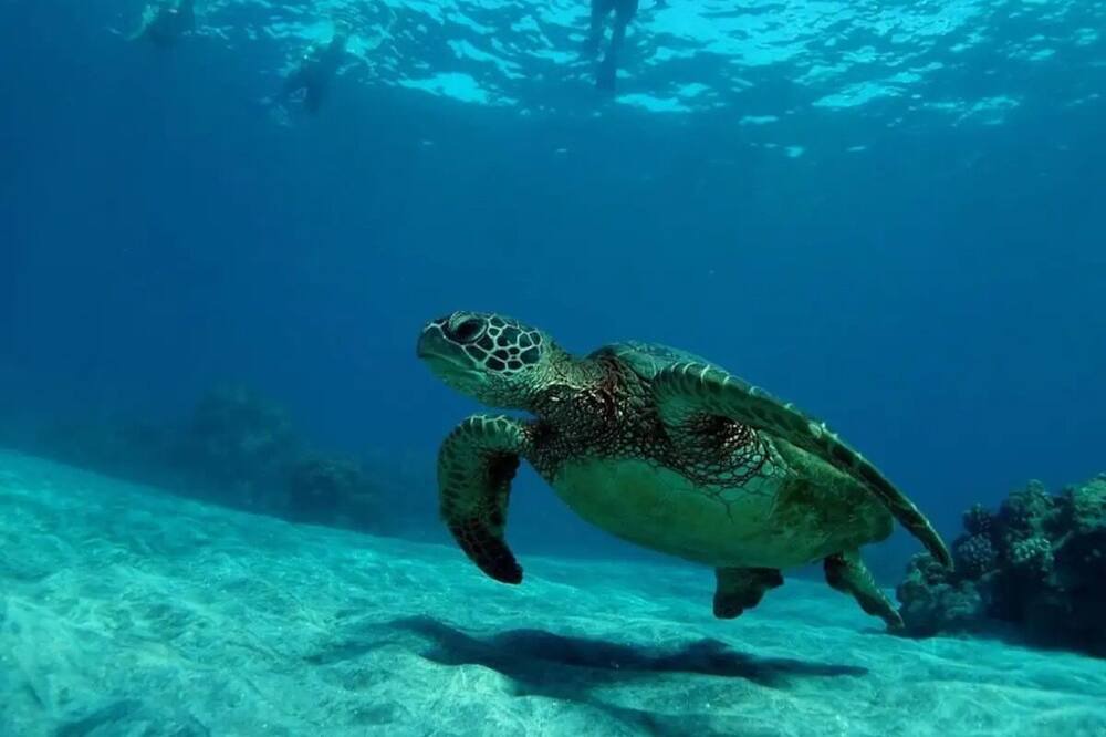 Photo of Others in Kihei