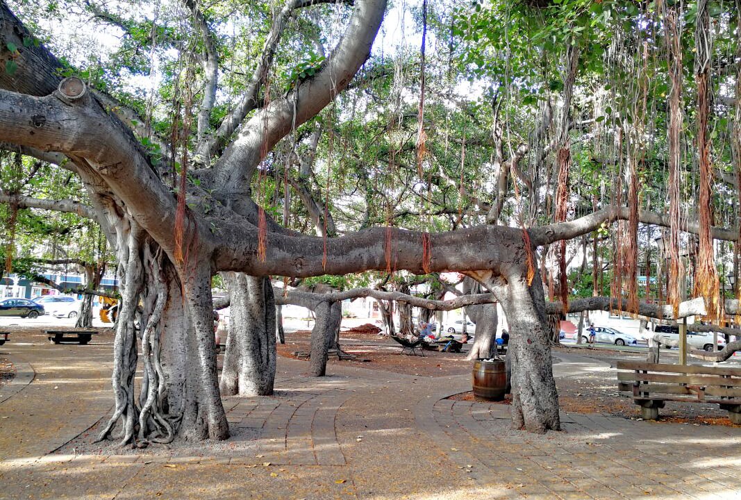 Photo of Outdoor in Napili
