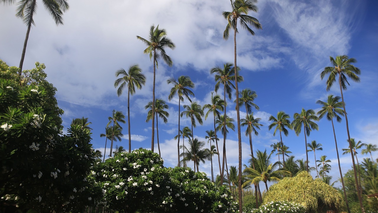 Photo of Outdoor in Waimea