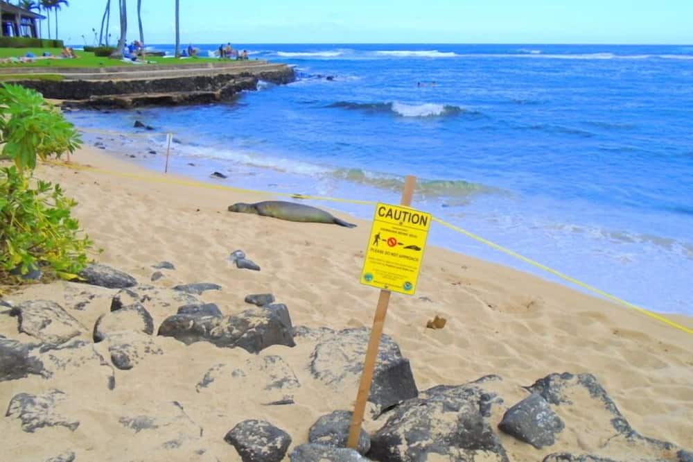 Photo of Others in Poipu