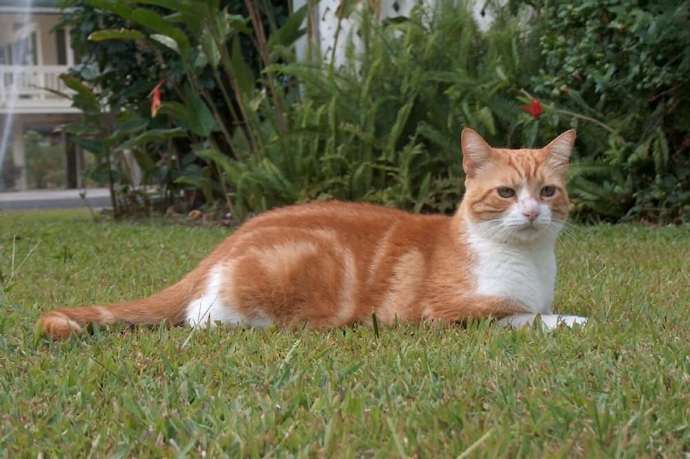 Photo of Others in Hanalei Palms