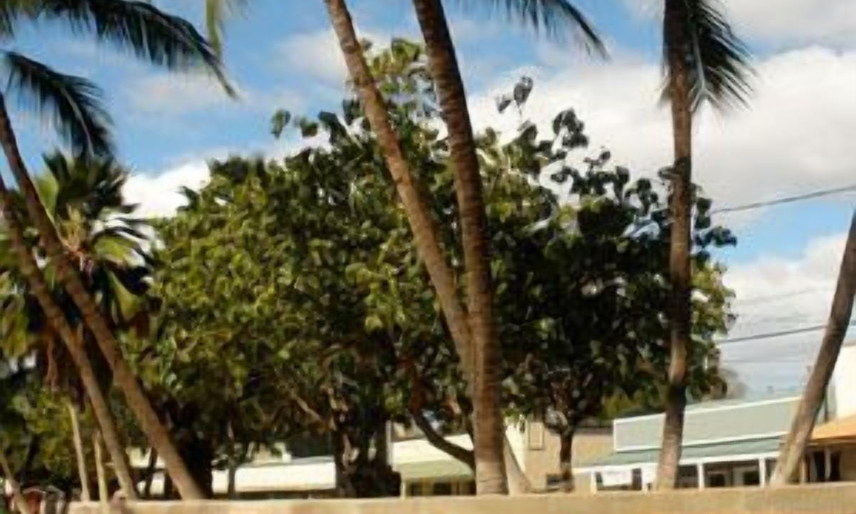 Photo of Outdoor in Waimea