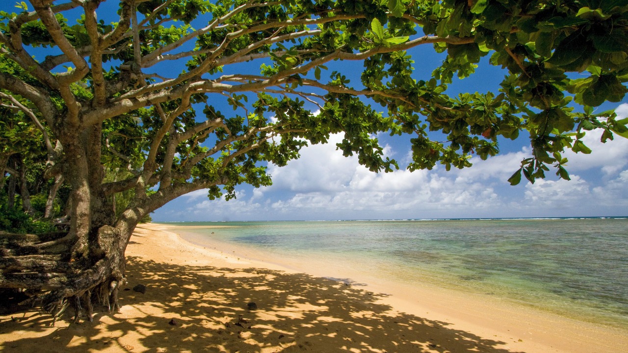 Photo of Others in Princeville