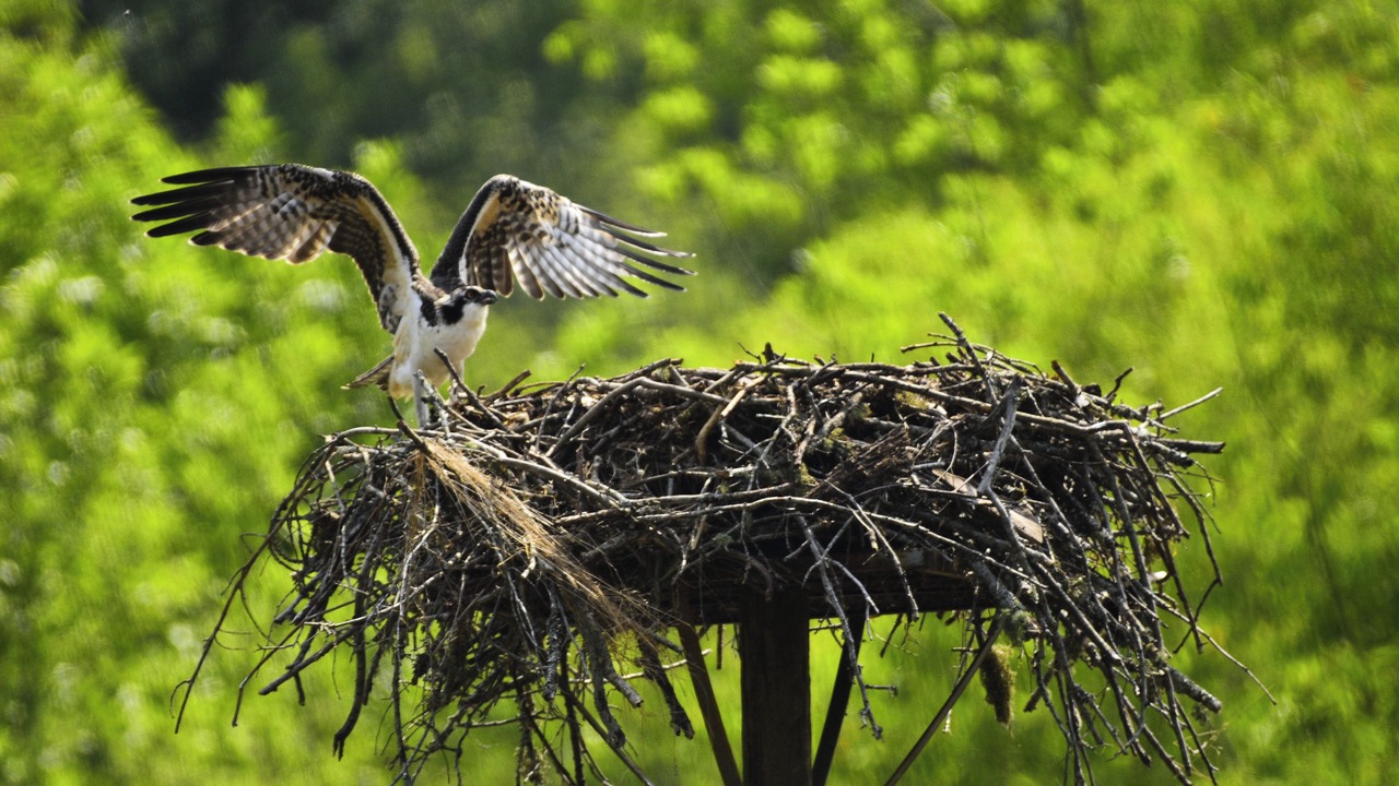 Photo of Others in Lake Oconee