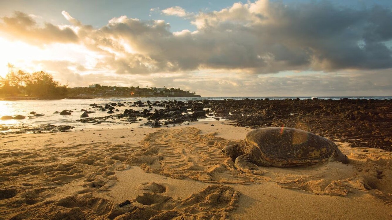 Photo of Others in Koloa