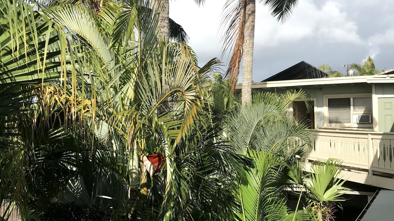 Photo of Outdoor in Lihue