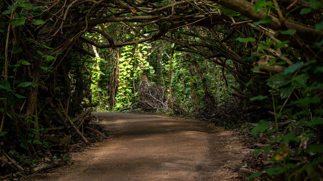 Photo of Outdoor in Wainiha