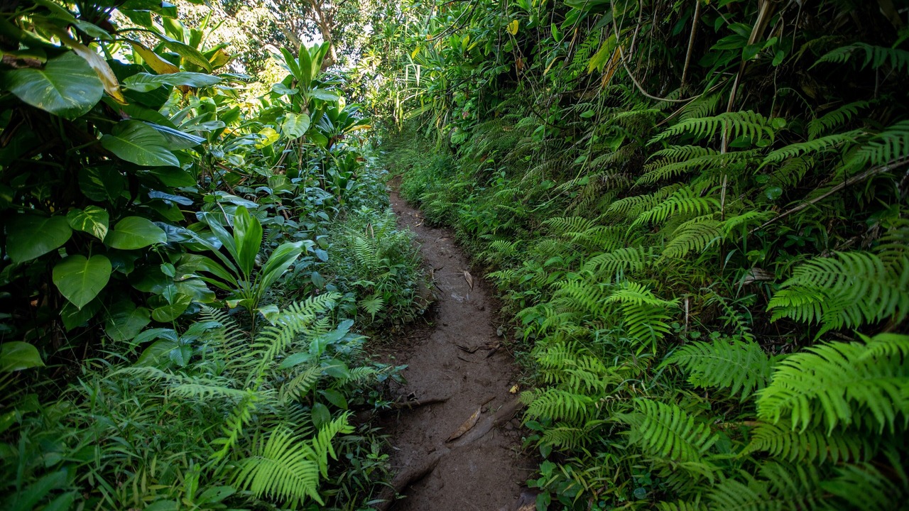 Photo of Outdoor in Wainiha