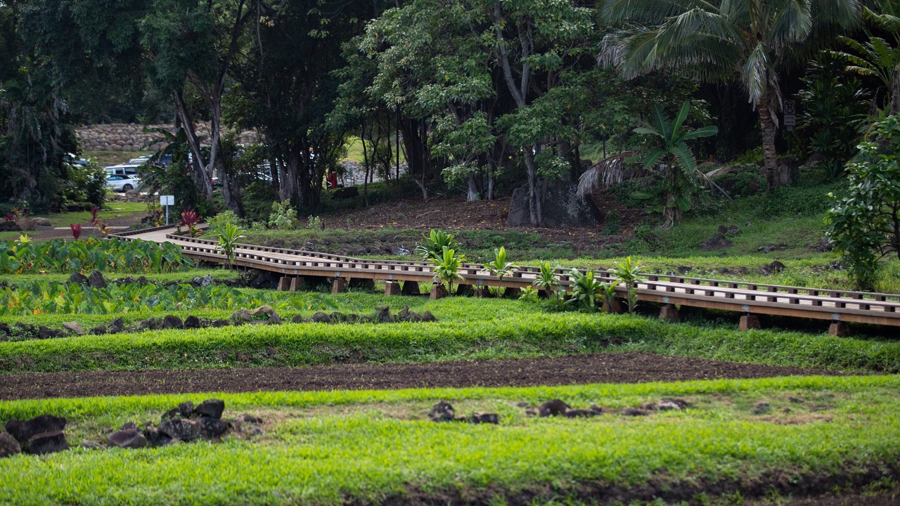 Photo of Outdoor in Wainiha