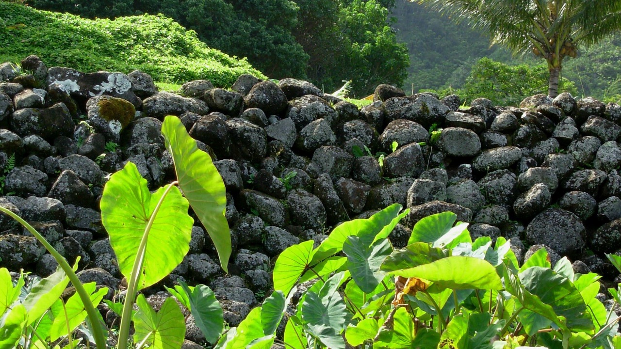 Photo of Others in Poipu