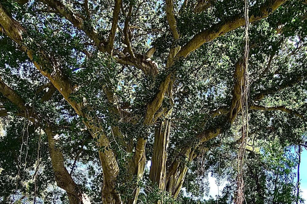 Photo of Outdoor in Waimea