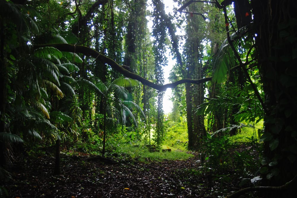 Photo of Others in Keaau