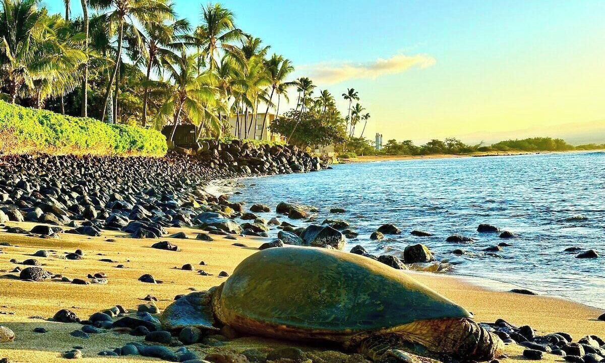 Photo of Others in Maalaea