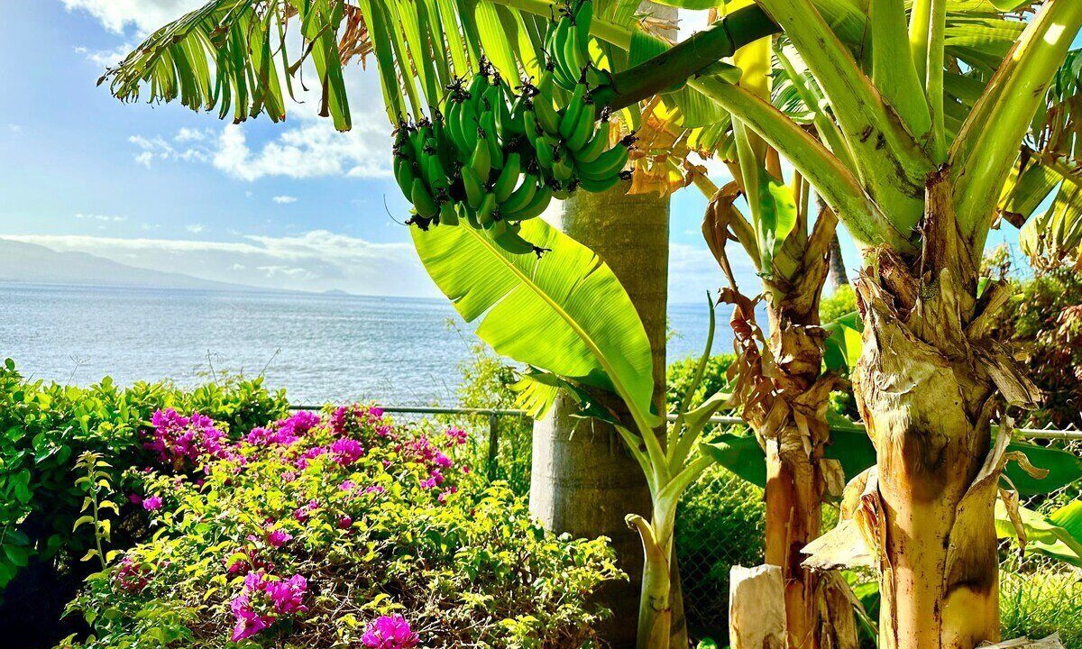 Photo of Outdoor in Maalaea