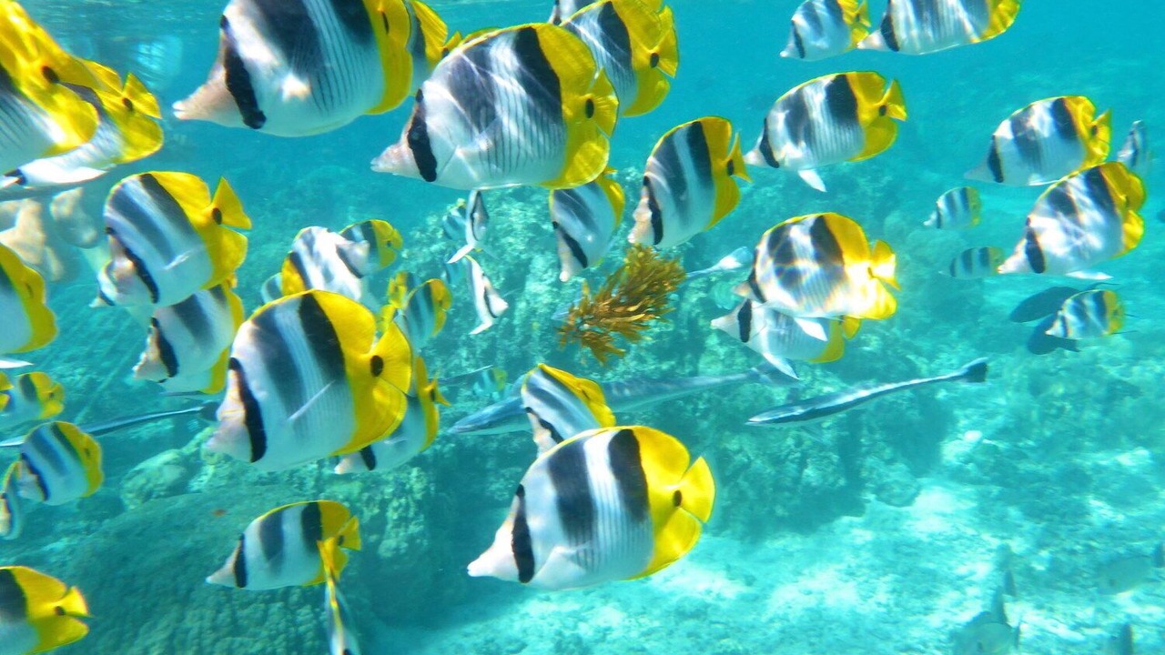 Photo of Others in Kapaa