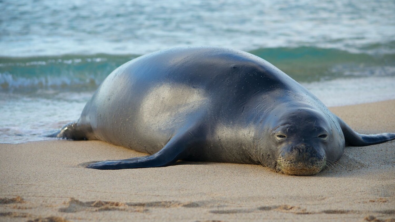 Photo of Others in Kapaa
