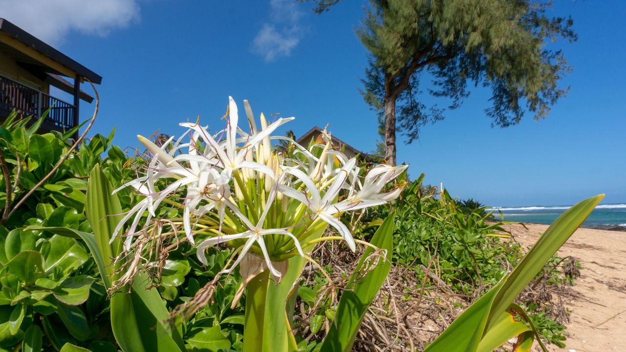 Photo of Others in Wainiha