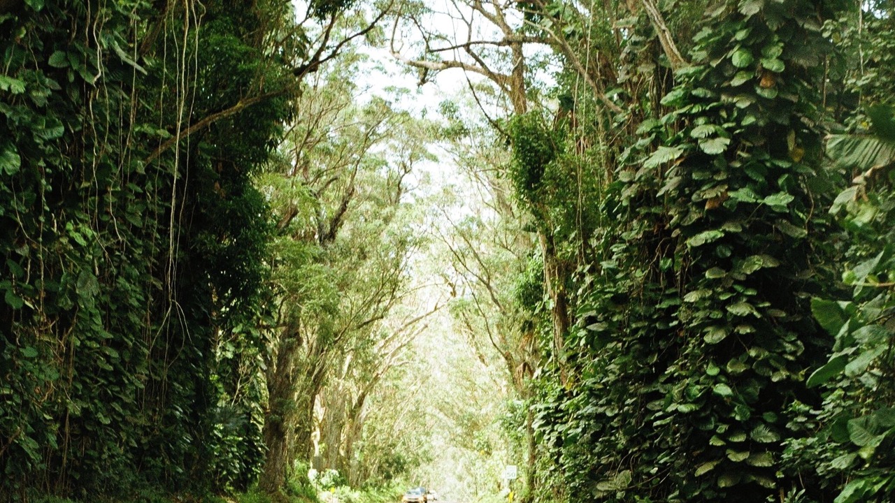 Photo of Others in Wailua