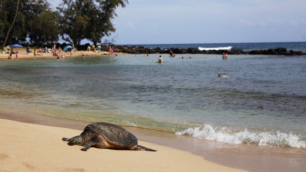 Photo of Others in Poipu