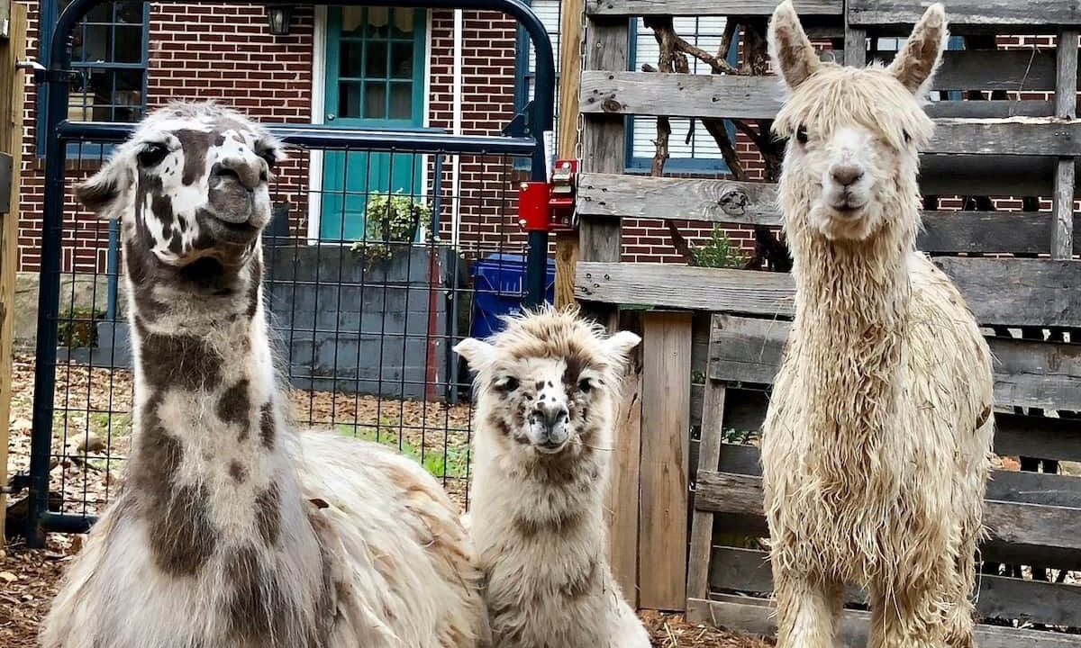 Photo of Others in Atlanta