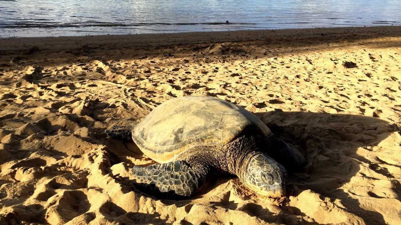 Photo of Others in Wailua