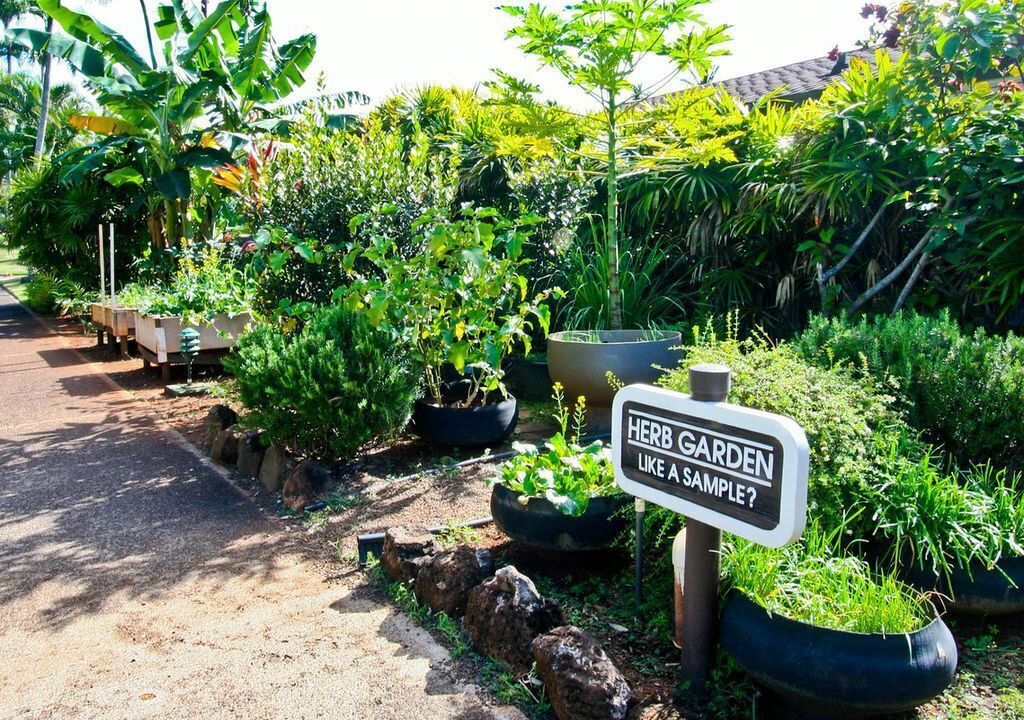 Photo of Outdoor in Kapaa