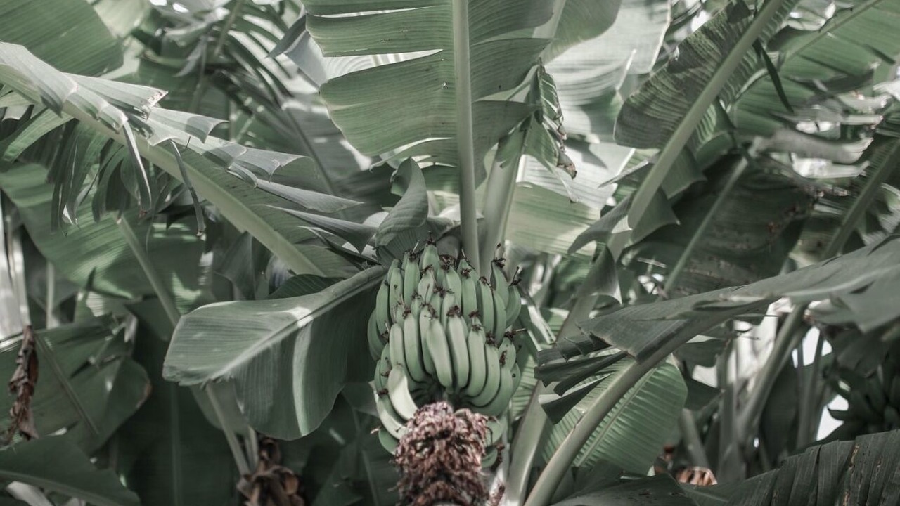 Photo of Outdoor in Anahola