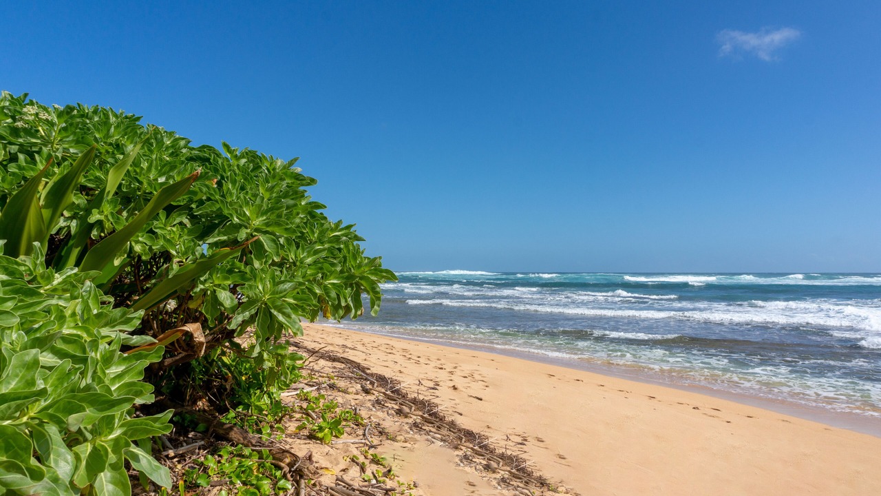 Photo of Others in Wainiha