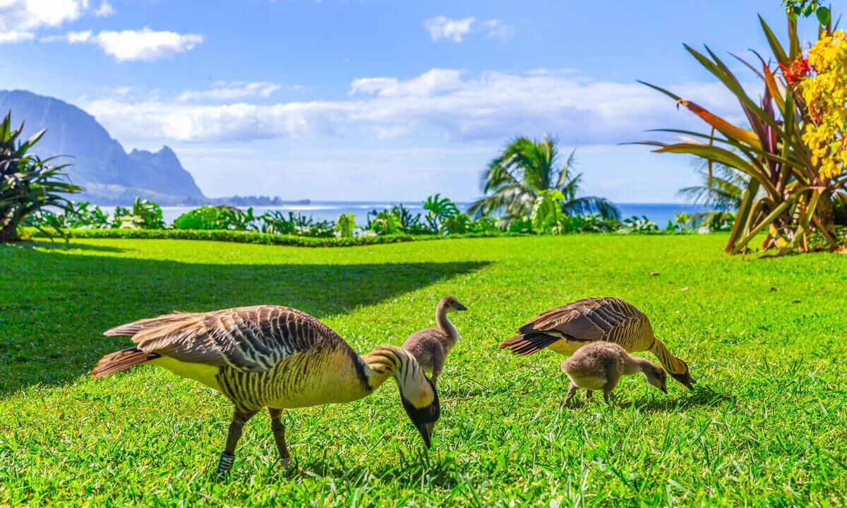 Photo of Outdoor in Princeville