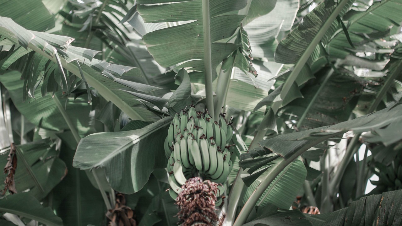 Photo of Outdoor in Anahola