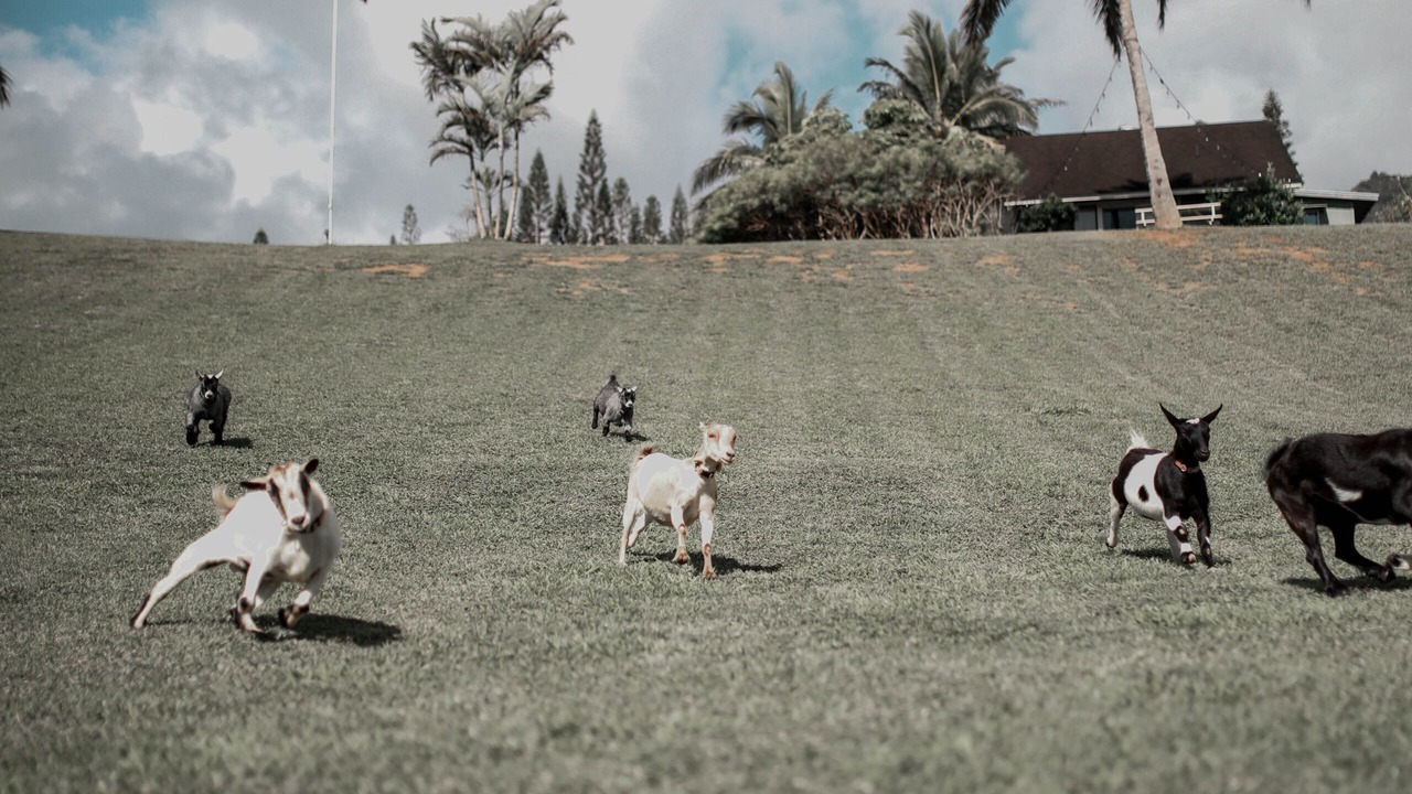 Photo of Others in Anahola