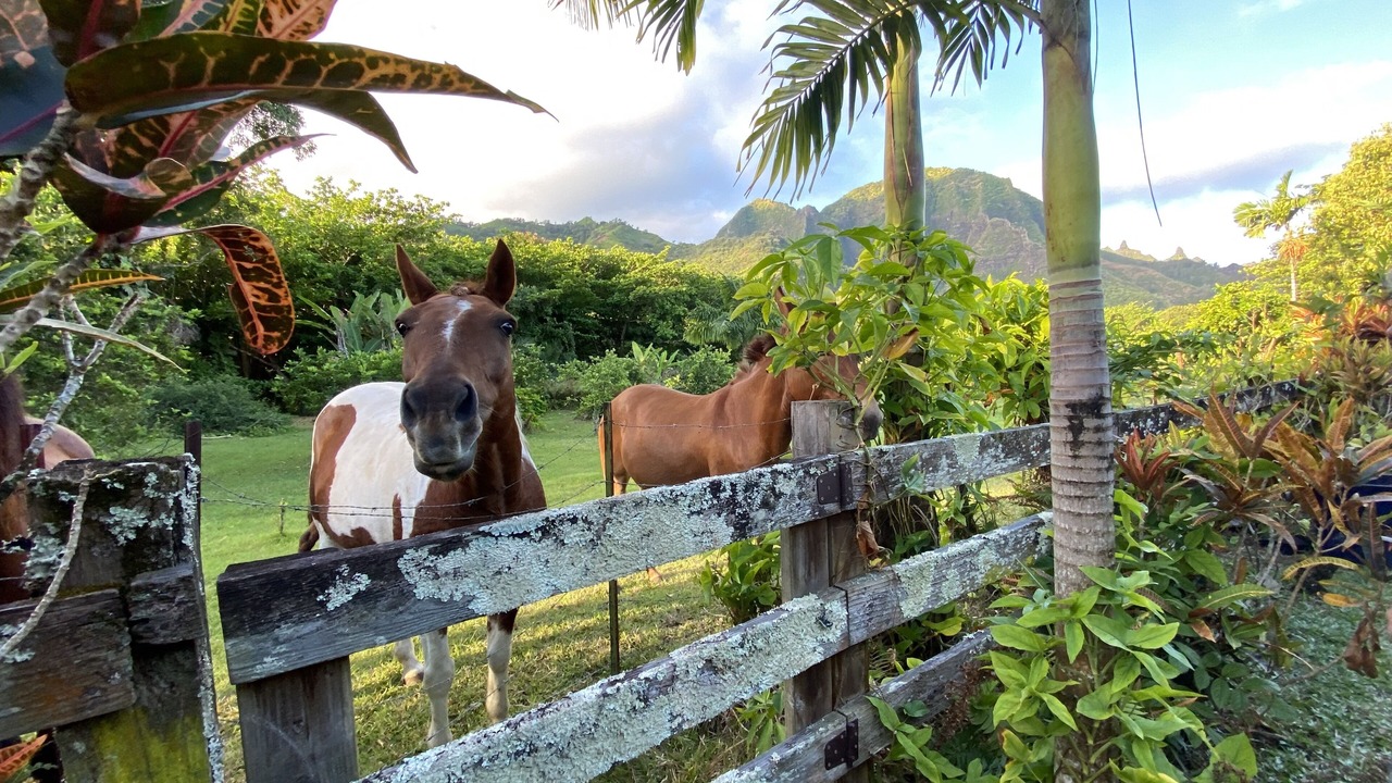 Photo of Outdoor in Wainiha