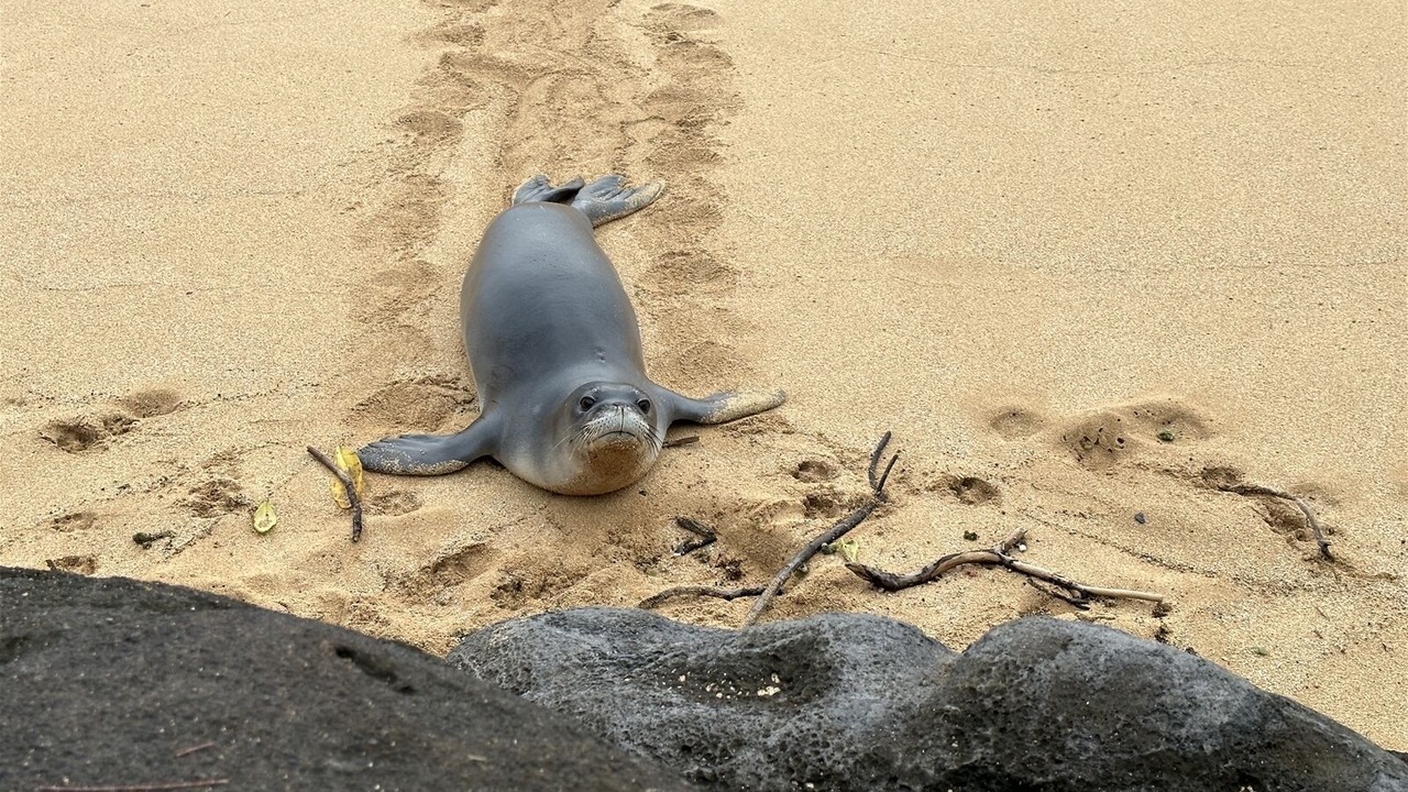 Photo of Others in Kapaa