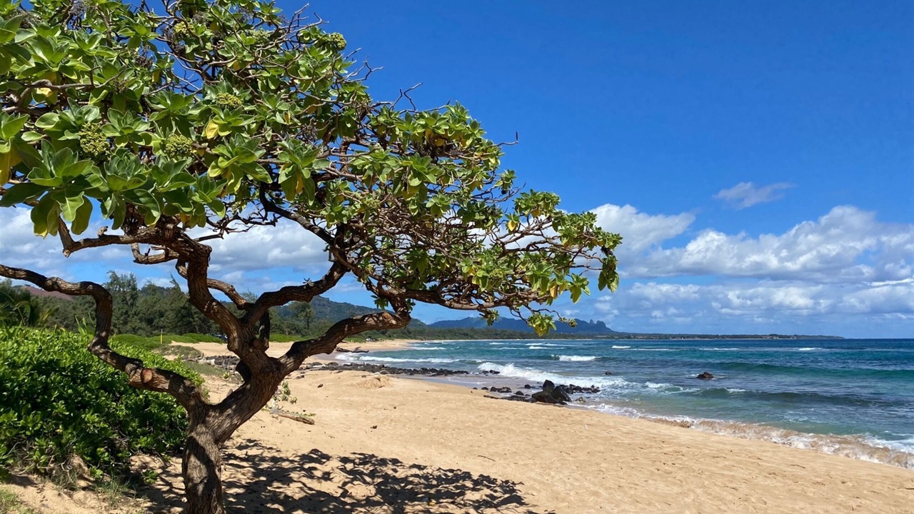 Photo of Others in Wailua