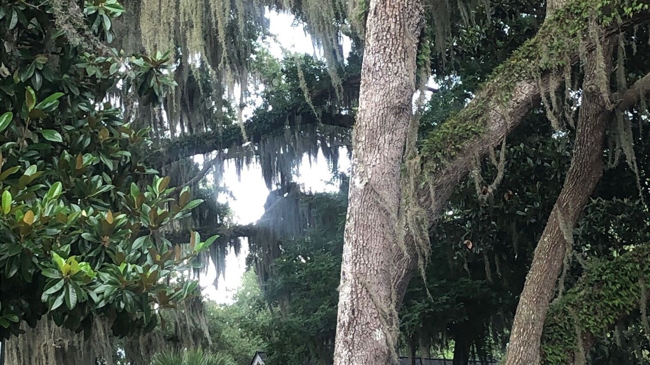 Photo of Outdoor in St. Simons Island