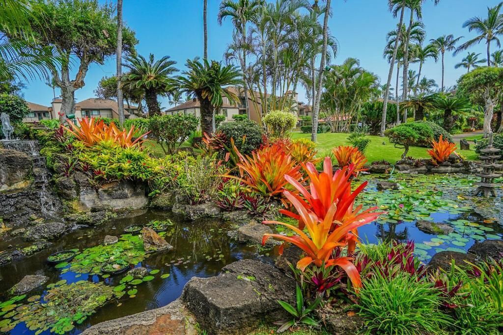 Photo of Outdoor in Kapaa