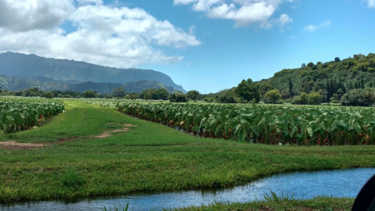 Photo of Others in Princeville