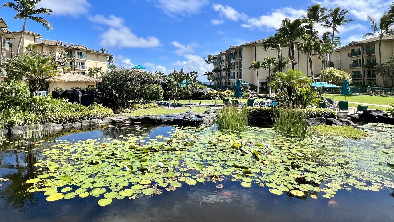 Photo of Outdoor in Kapaa