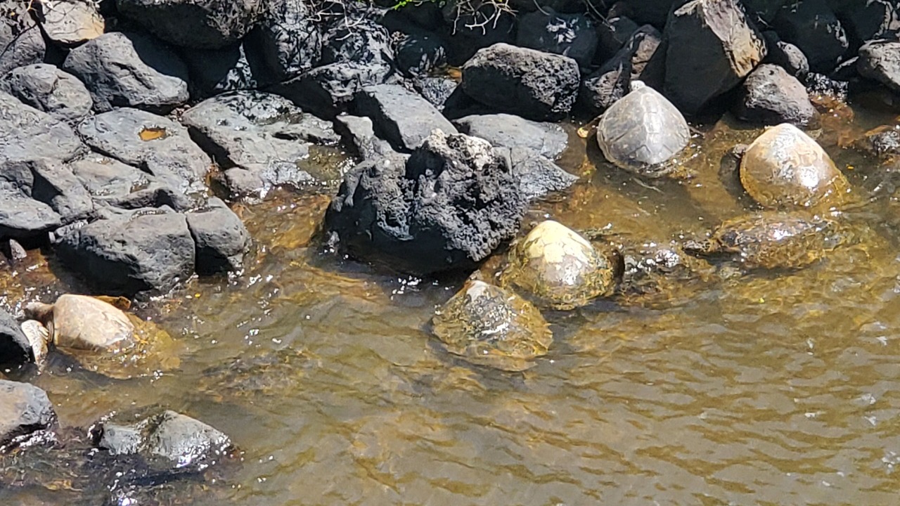 Photo of Others in Poipu