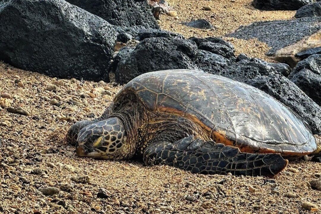 Photo of Others in Poipu