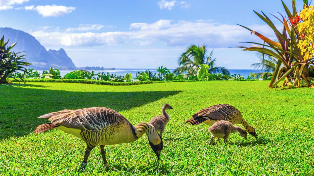 Photo of Outdoor in Princeville