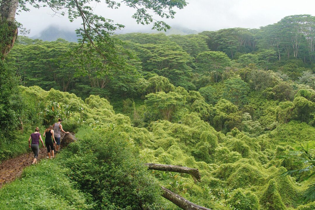 Photo of Others in Wainiha