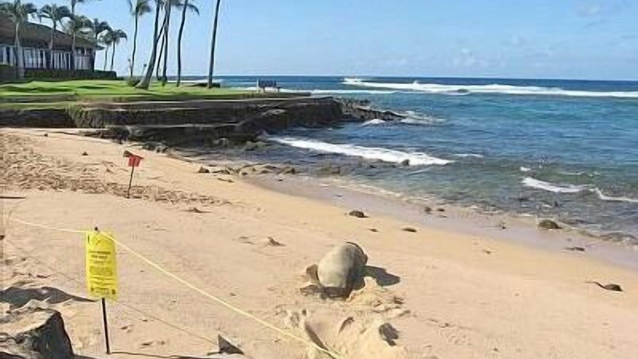 Photo of Others in Poipu