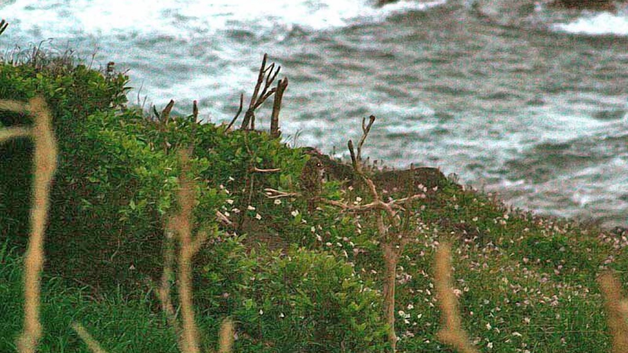 Photo of Others in Kealia
