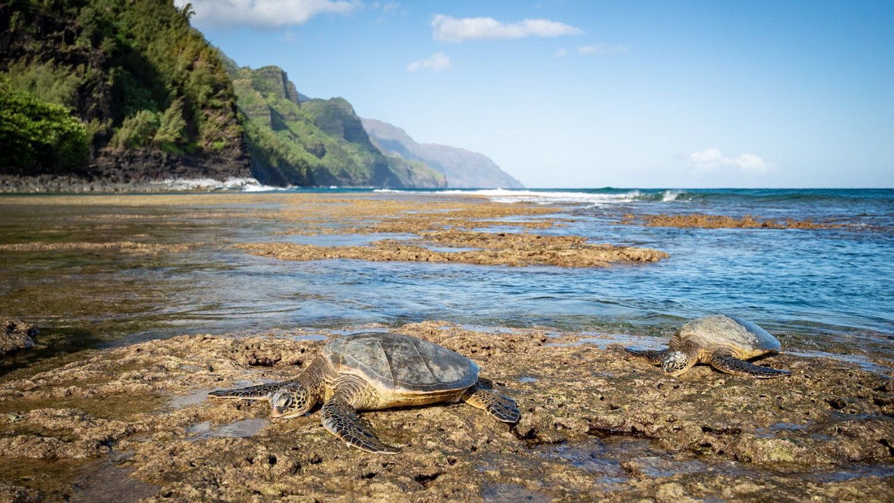 Photo of Others in Wailua